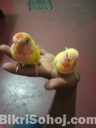 লাভবার্ড পাখি